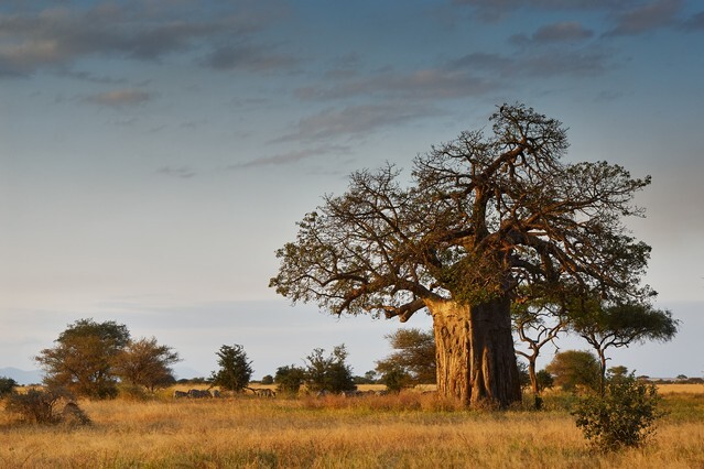 African landscape with a big baobab tree